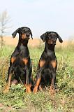 DOBERMANN 048